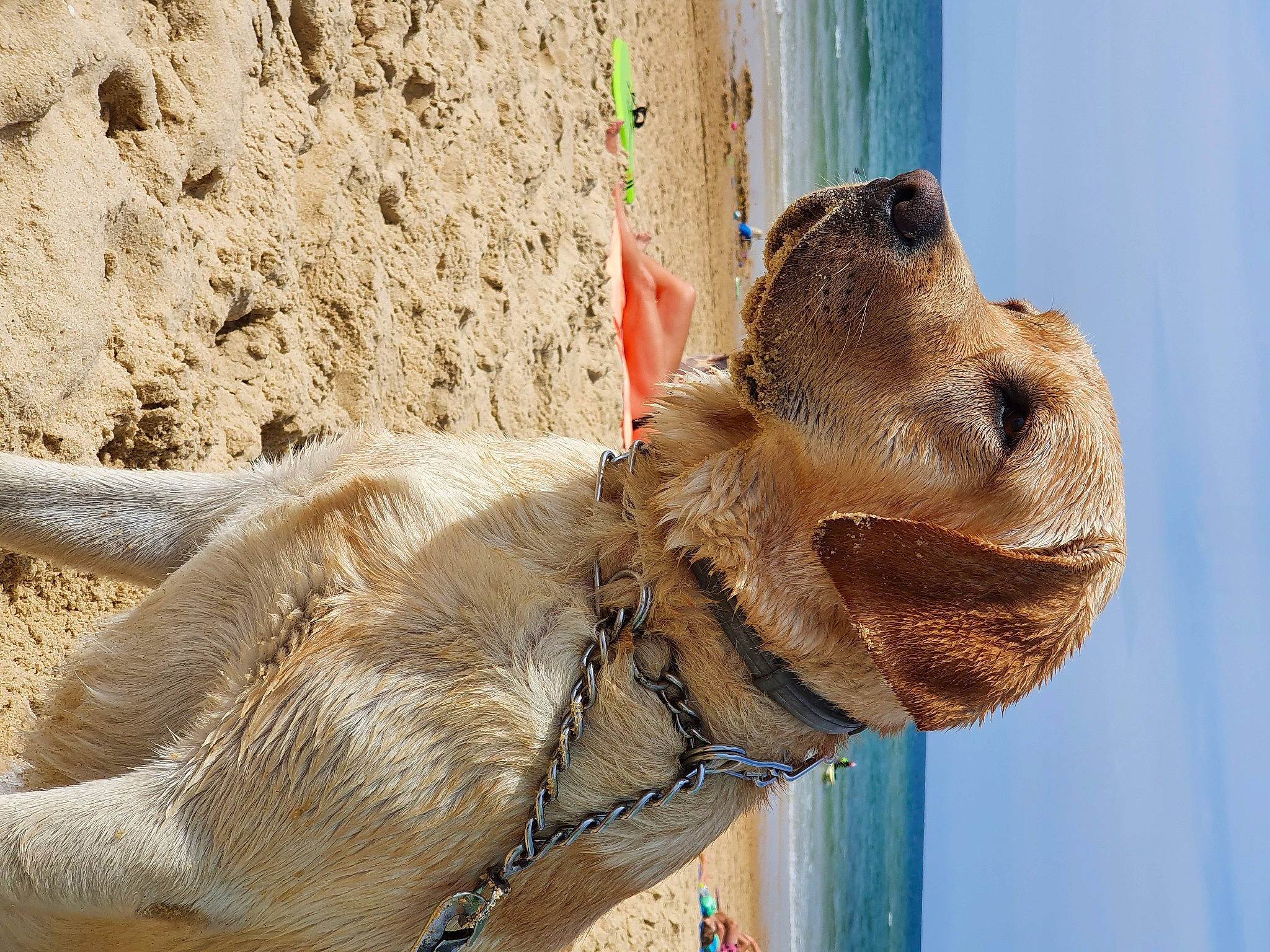 Sako a rejoint le concours — aidez-le/la à gagner de superbes lots ! arabian_camel, beach, camel, camelid, fawn, landscape, leash, livestock, pack_animal, sand, sky, snout, terrestrial_animal, vertebrate, water, wildlife, wood, working_animal, wrinkle