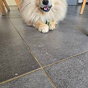 Sushi a rejoint le concours — aidez-le/la à gagner de superbes lots ! dog, pomeranian, fluffy, smiling, indoor, tile_floor, toy, paw, wooden_chair, door, pet, animal, cute, happy, fur, mouth_open, floor, domestic, canine, playful