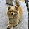 Sushi a rejoint le concours — aidez-le/la à gagner de superbes lots ! dog, pomeranian, fluffy, pet, animal, crossed_paws, porch, tile_floor, wicker_chair, relaxed, cute, golden_fur, collar, indoor, small_dog, furry, companion, domestic_animal, resting, friendly