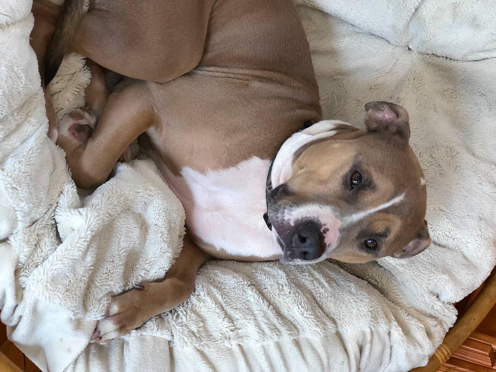 Zeus is registered to the contest to win money with this photo: bored, canidae, carnivore, comfort, companion_dog, dog, dog_breed, dog_supply, ear, fawn, linens, nap, non_sporting_group, sporting_group, terrestrial_animal, toy_dog, wood, working_animal