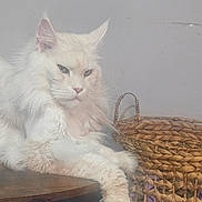 Alakay is registered to the contest to win money with this photo: cat, white_cat, fluffy, feline, table, wooden_table, basket, woven_basket, indoor, pet, relaxed, paw, household_items, floor, carpet, purple_toy, book, decor, domestic_animal, resting
