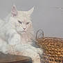 cat, white_cat, fluffy, feline, table, wooden_table, basket, woven_basket, indoor, pet, relaxed, paw, household_items, floor, carpet, purple_toy, book, decor, domestic_animal, resting