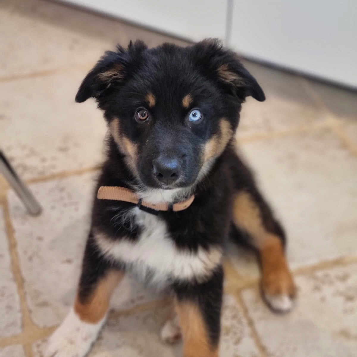 Joy participe au concours pour gagner de l'argent avec cette photo : accessories, animal, canine, collie, dog, germanshepherd, hound, husky, indoors, interiordesign, labradorretriever, person, pet, puppy, snout, strap, walkingdog