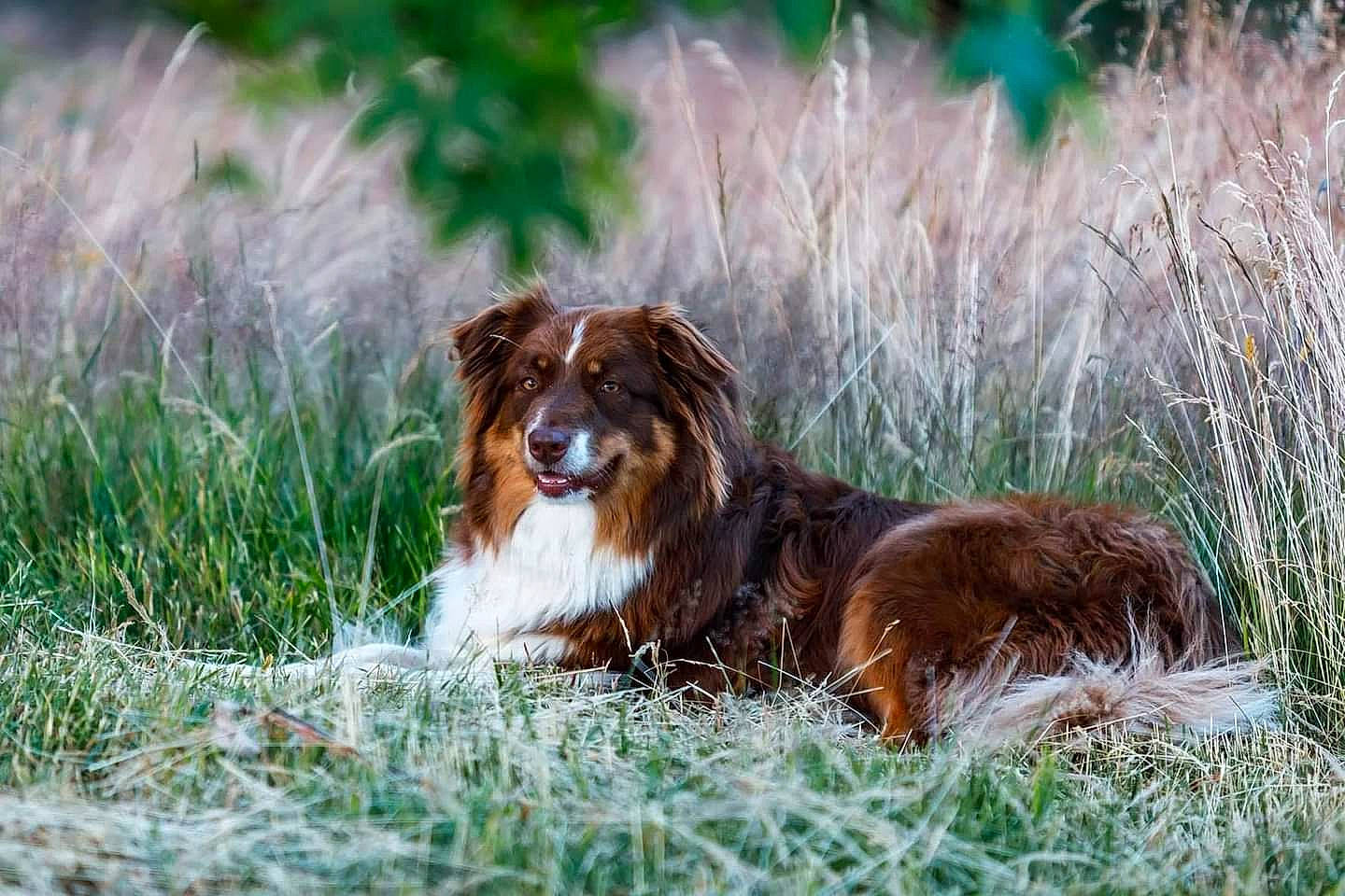 Sanka a rejoint le concours — aidez-le/la à gagner de superbes lots ! australian_collie, border_collie, carnivore, companion_dog, dog, dog_breed, fur, grass, grassland, gun_dog, herding_dog, hunting_dog, irish_red_and_white_setter, liver, plant, spaniel, sporting_group, terrestrial_animal, whiskers, working_dog
