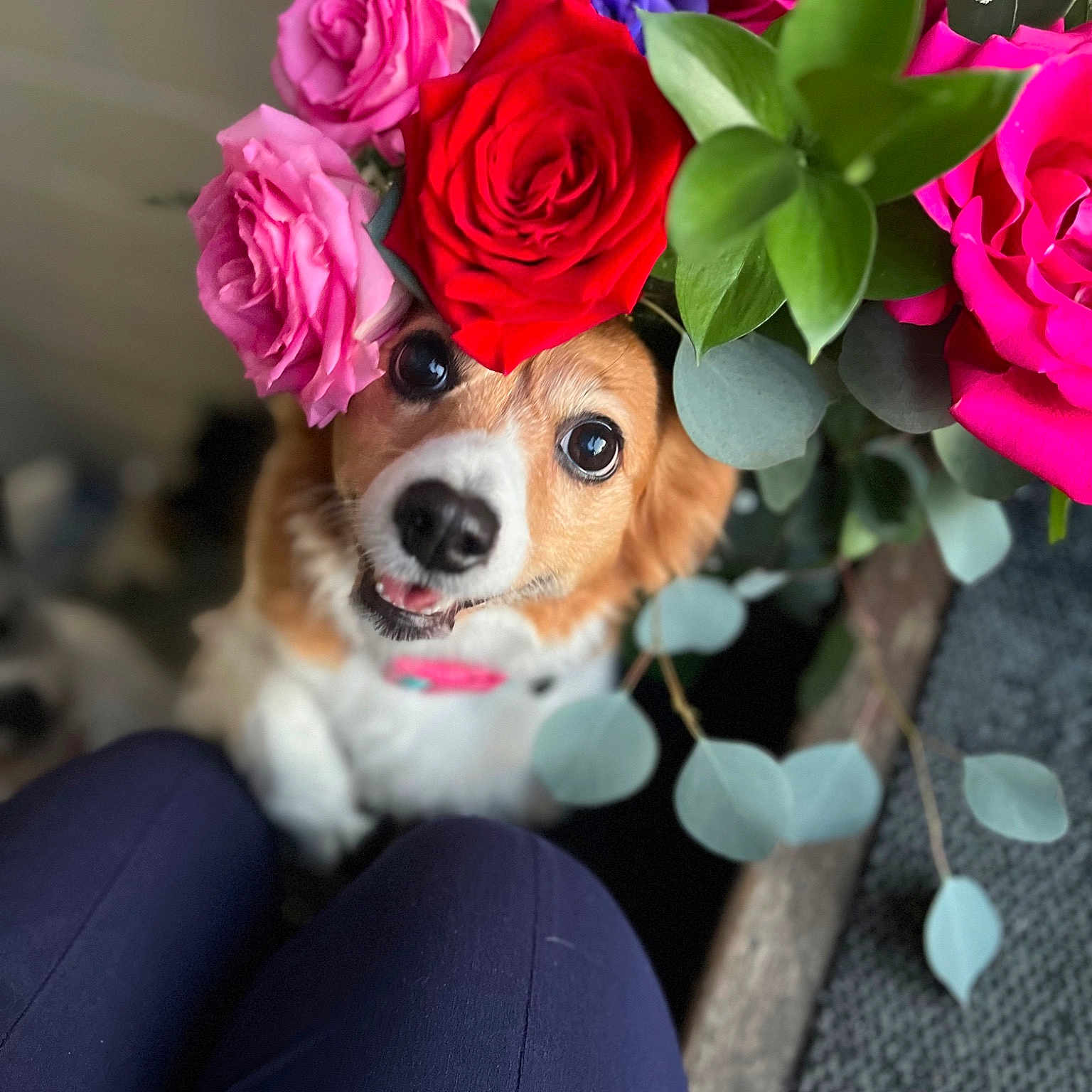 Molly joined the competition — help win amazing prizes! annual_plant, carnivore, companion_dog, cut_flowers, dog, dog_breed, door, fashion_accessory, fawn, flower, flower_arranging, magenta, petal, pink, plant, rose, rose_family, rose_order, toy, toy_dog