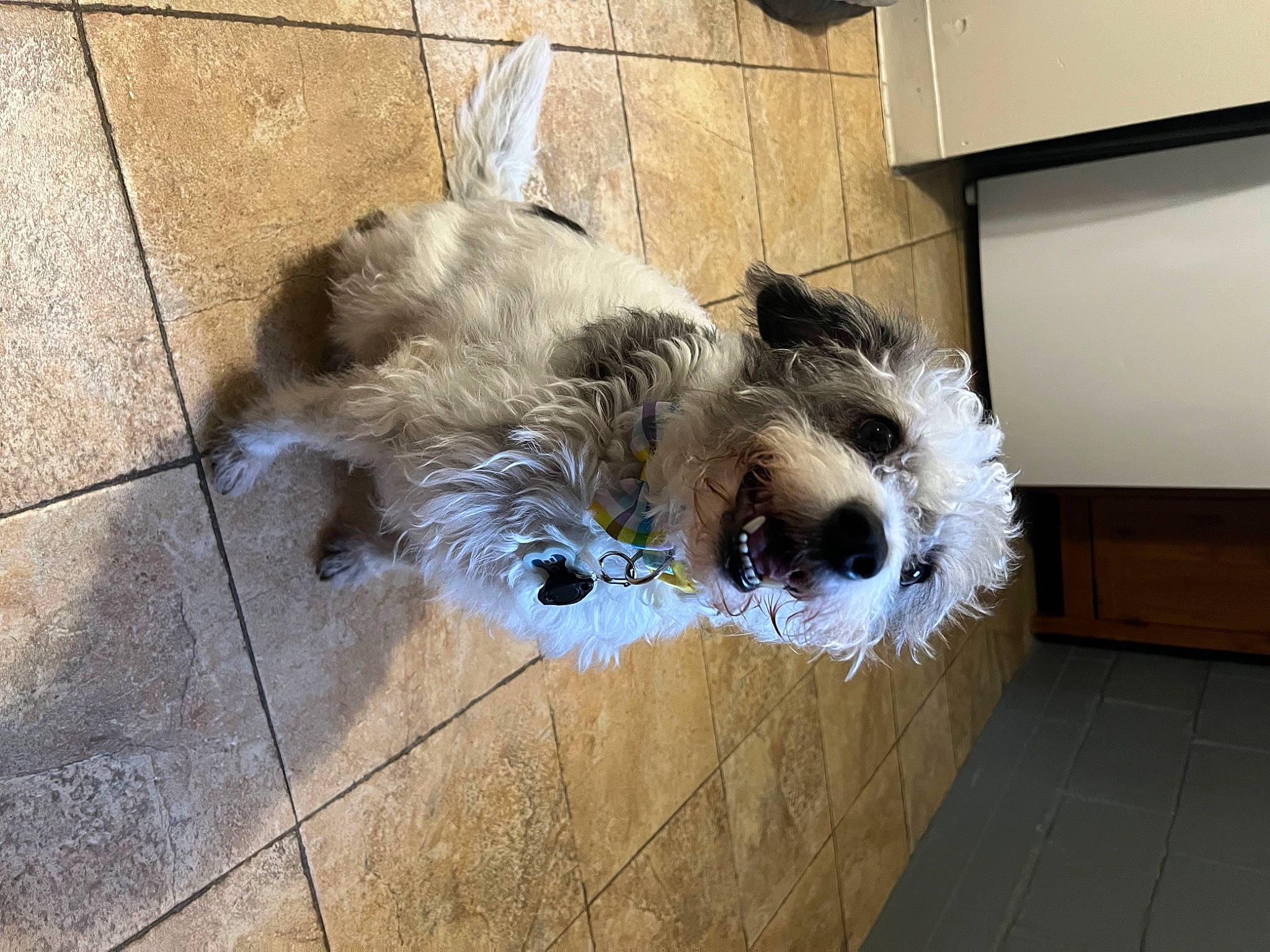 Bodhi is registered to the contest to win money with this photo: canidae, carnivore, companion_dog, concrete, dog, dog_breed, dog_supply, fawn, flooring, fur, hardwood, maltepoo, non_sporting_group, small_terrier, sporting_group, terrier, tile, toy_dog, wood, working_animal