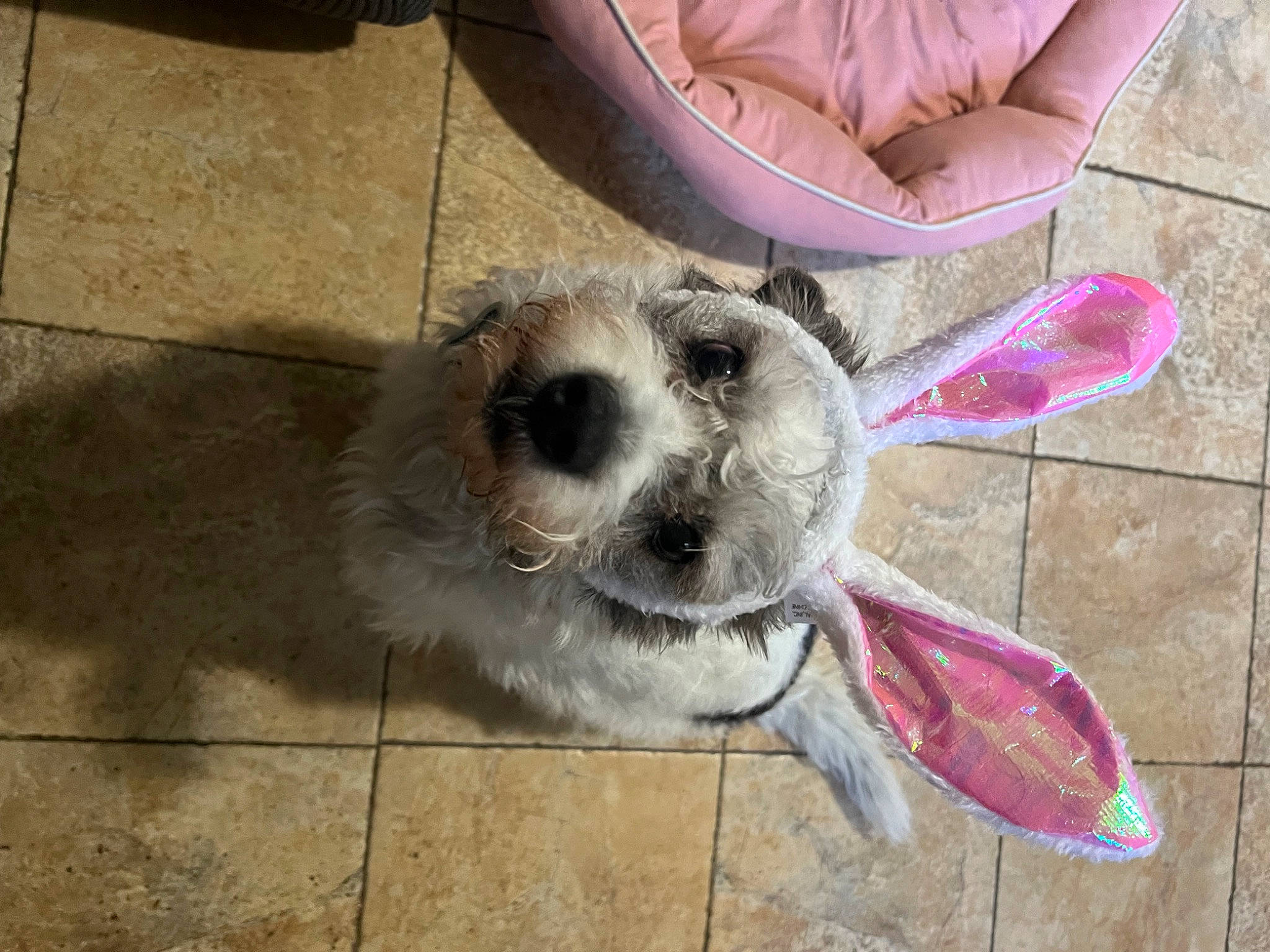 Bodhi is registered to the contest to win money with this photo: canidae, carnivore, chair, companion_dog, dog, dog_breed, fawn, flooring, foot, fur, mustelidae, paw, sitting, small_terrier, snout, sporting_group, terrestrial_animal, terrier, toy_dog, whiskers