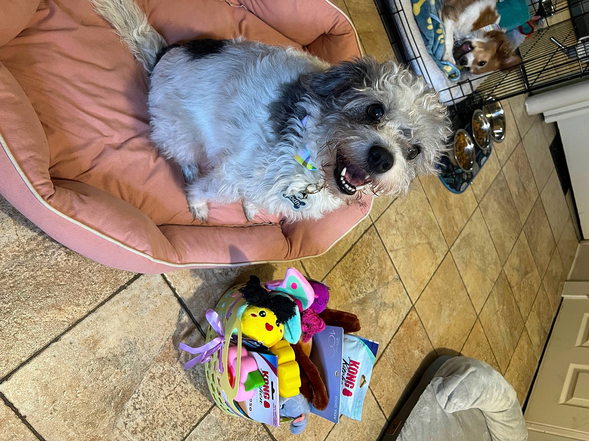 Bodhi joined the competition — help win amazing prizes! carnivore, cockapoo, comfort, companion_dog, dog, dog_breed, dog_clothes, dog_supply, fawn, fur, paw, poodle_crossbreed, puppy_love, shih_poo, small_terrier, snout, sporting_group, terrier, toy_dog, working_animal