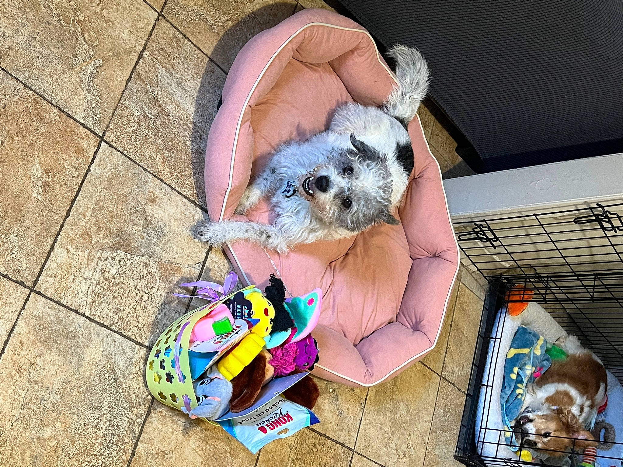 Bodhi joined the competition — help win amazing prizes! bag, canidae, carnivore, companion_dog, dog, dog_breed, dog_clothes, dog_supply, fashion_accessory, fawn, felidae, flooring, fur, pet_supply, small_terrier, snout, sporting_group, stuffed_toy, toy, toy_dog