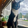 Bilbo Boggins is registered to the contest to win money with this photo: cat, tuxedo_cat, animal, pet, sitting, windowsill, window, indoor, portrait, whiskers, green_eyes, black_and_white, fur, tail, paws, succulent, houseplant, daylight, street, outdoor_view