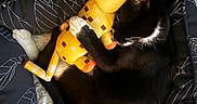 Bilbo Boggins is registered to the contest to win money with this photo: cat, tuxedo_cat, black_and_white, pet, animal, kitten, plush_toy, giraffe, cuddling, hugging, sleeping, bed, bedding, cozy, indoors, bedroom, cute, whiskers, fur, relaxed
