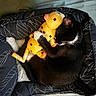 cat, tuxedo_cat, black_and_white, pet, animal, kitten, plush_toy, giraffe, cuddling, hugging, sleeping, bed, bedding, cozy, indoors, bedroom, cute, whiskers, fur, relaxed