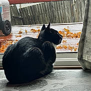 Bilbo Boggins is registered to the contest to win money with this photo: cat, black_and_white, tuxedo_cat, pet, animal, sitting, loaf_position, window, indoors, autumn, leaves, curtain, windowsill, table, patterned_surface, outdoor_view, backlighting, silhouette, feline, cozy