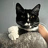 Bilbo Boggins is registered to the contest to win money with this photo: cat, tuxedo_cat, black_and_white, pet, animal, whiskers, ears, green_eyes, face, portrait, close_up, fur, paws, indoor, blanket, gray, cuddling, human_hand, relaxed, cute