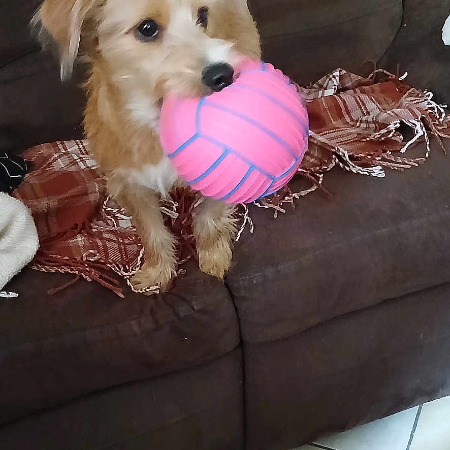 Sherman participe au concours pour gagner de l'argent avec cette photo : animal, ball, blanket, brown, canine, couch, cute, dog, floor, fur, home, indoor, living_room, pet, pet_play, plaid, playful, tail, tile, toy