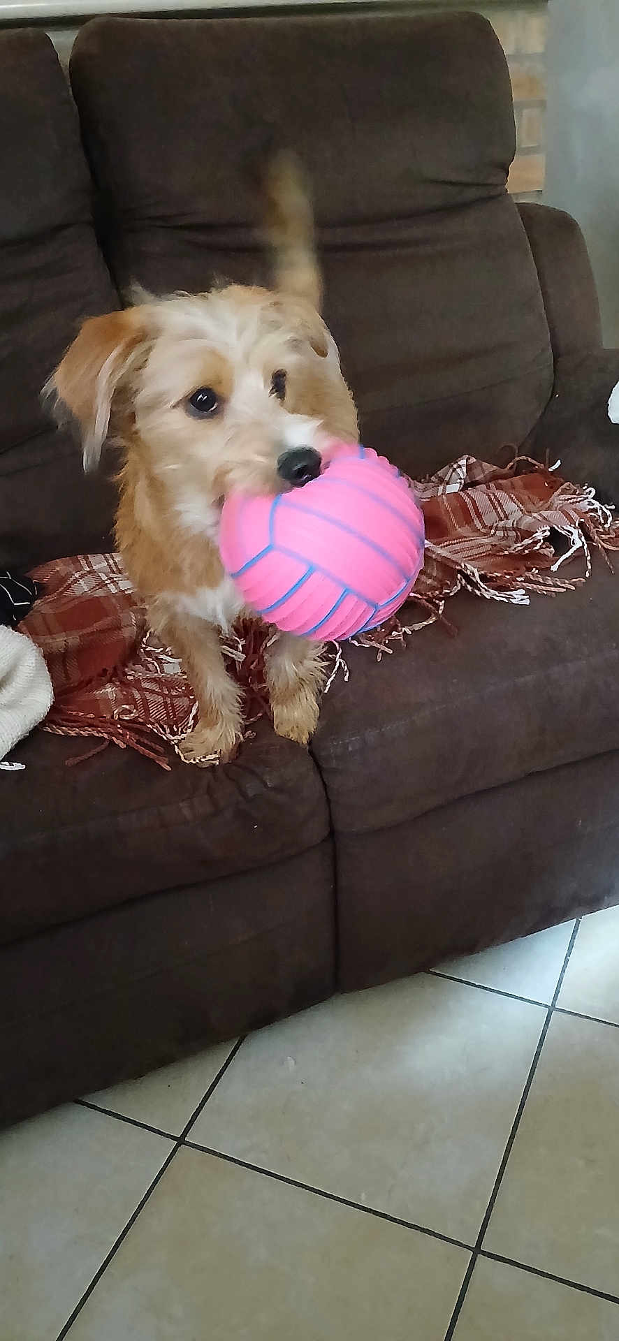 Sherman participe au concours pour gagner de l'argent avec cette photo : animal, ball, blanket, brown, canine, couch, cute, dog, floor, fur, home, indoor, living_room, pet, pet_play, plaid, playful, tail, tile, toy
