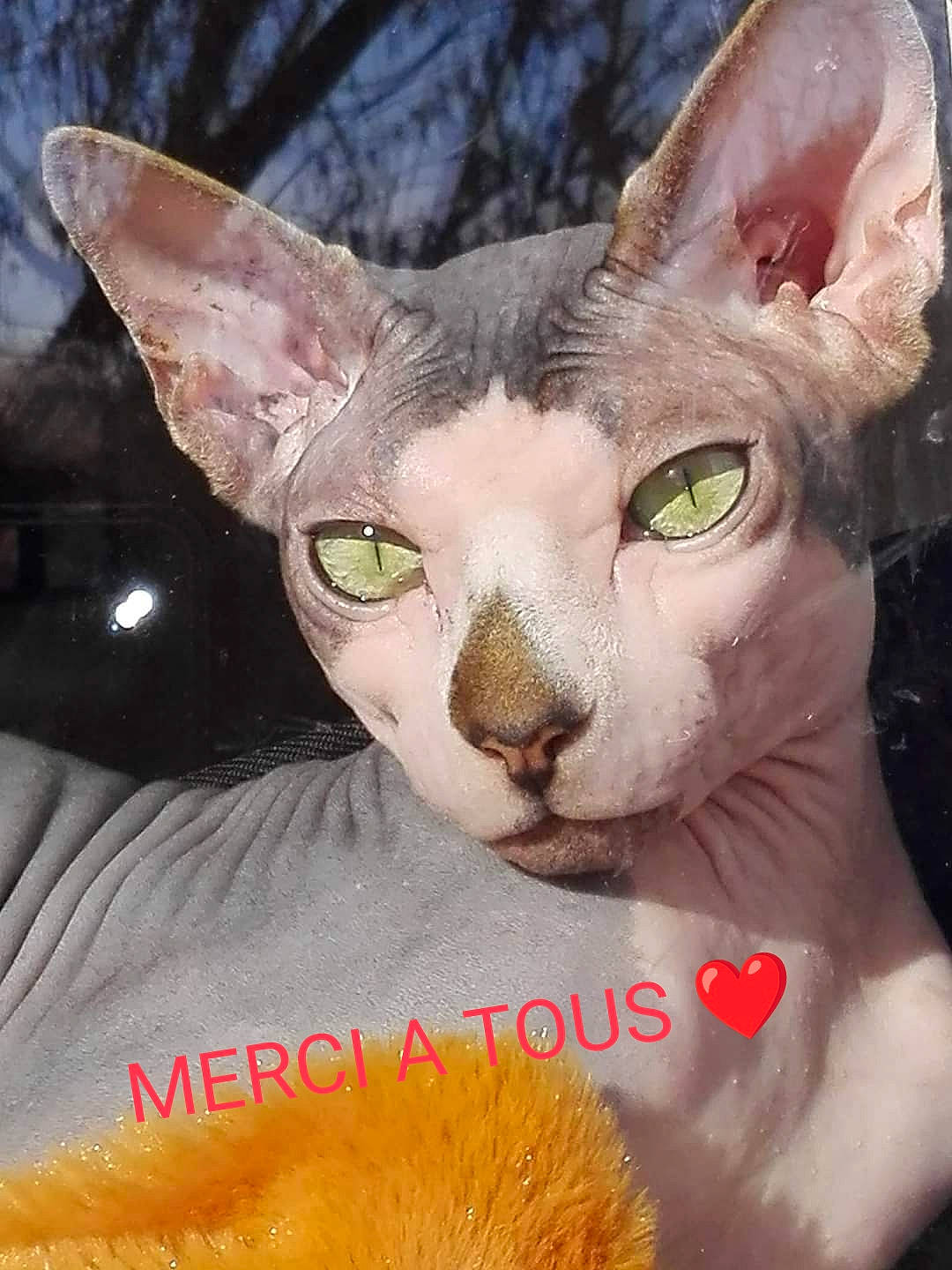 NÉo participe au concours pour gagner de l'argent avec cette photo : carnivore, cat, close_up, event, eyelash, fawn, felidae, fur, illustration, mammal, paint, photo_caption, small_to_medium_sized_cats, snout, terrestrial_animal, whiskers