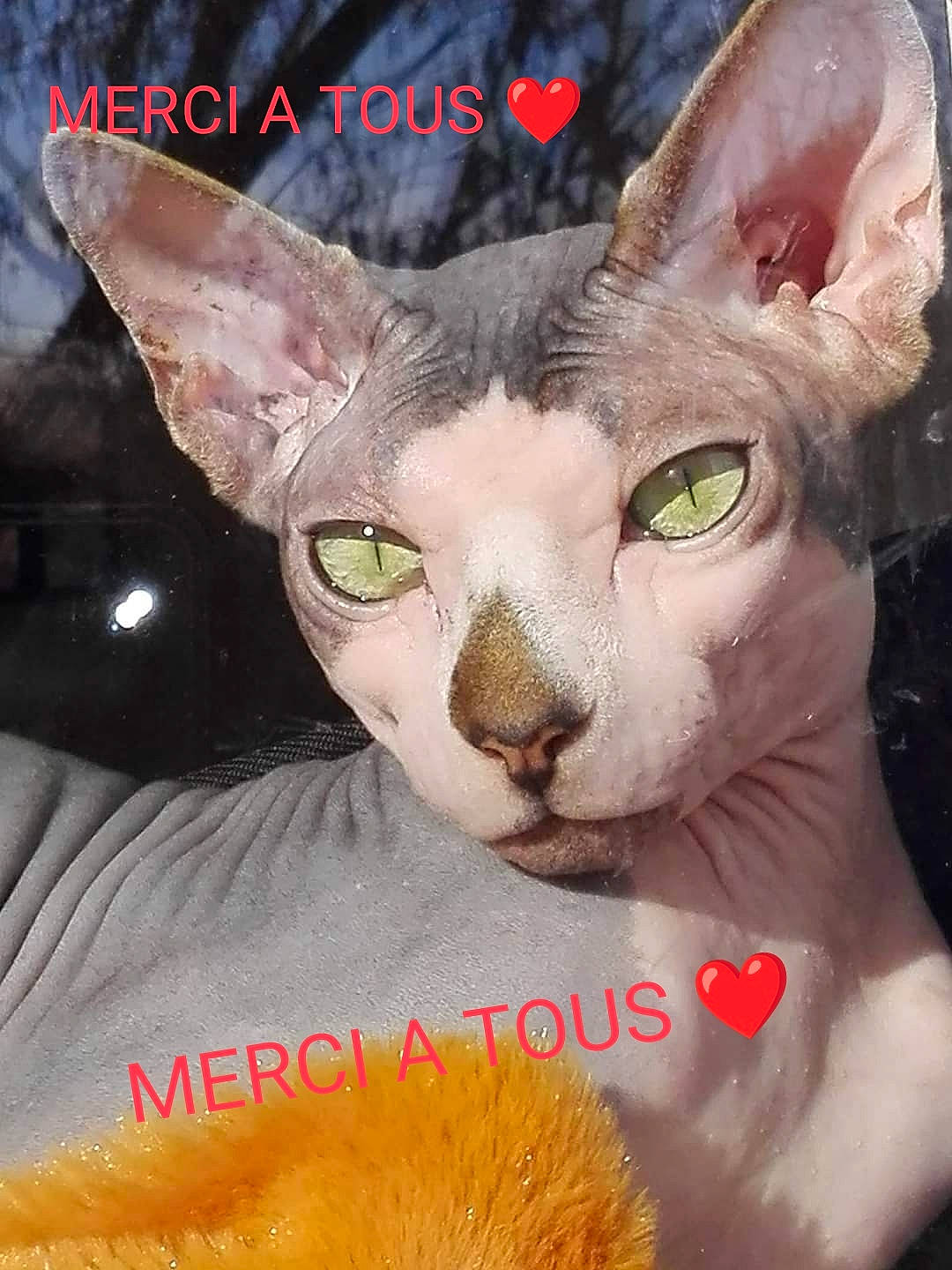 NÉo participe au concours pour gagner de l'argent avec cette photo : art, carnivore, cat, event, felidae, font, fur, happy, illustration, paint, photo_caption, photography, small_to_medium_sized_cats, snout, terrestrial_animal, visual_arts, whiskers