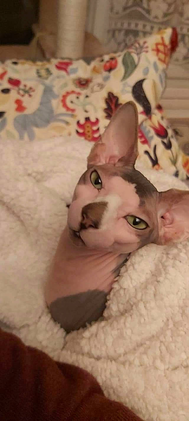 NÉo a rejoint le concours — aidez-le/la à gagner de superbes lots ! carnivore, cat, comfort, companion_dog, dog_breed, domestic_short_haired_cat, ear, eye, eyelash, fawn, felidae, fur, head, linens, paw, small_to_medium_sized_cats, snout, tail, whiskers, working_animal