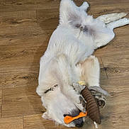 Aro participe au concours pour gagner de l'argent avec cette photo : dog, white_dog, toy, wooden_floor, pet, playing, lying_down, indoor, paw, cute, relaxed, fluffy, animal, canine, muzzle, flooring, domestic_animal, nose, fur, happy