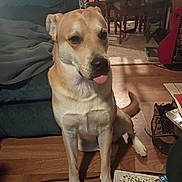 Mango is registered to the contest to win money with this photo: dog, indoor, floor, furniture, book, shoe, table, chair, tongue_out, pet, canine, wooden_floor, blanket, living_room, animal, domestic, sitting, tail, cute, household