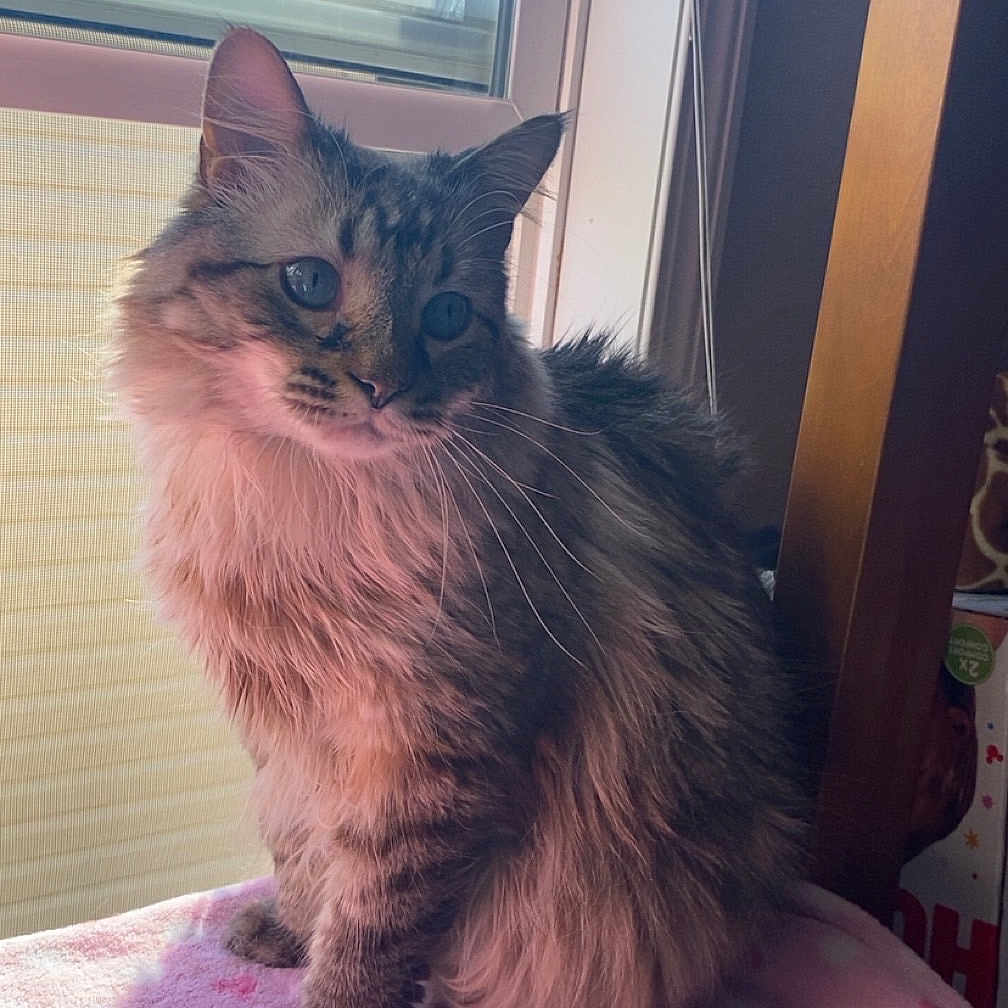 Oliver joined the competition — help win amazing prizes! animal, blanket, cat, cozy, curious, domestic, ears, fluffy, fur, furniture, heart_pattern, indoor, pet, pink, serene, sitting, soft_light, tabby_cat, whiskers, window