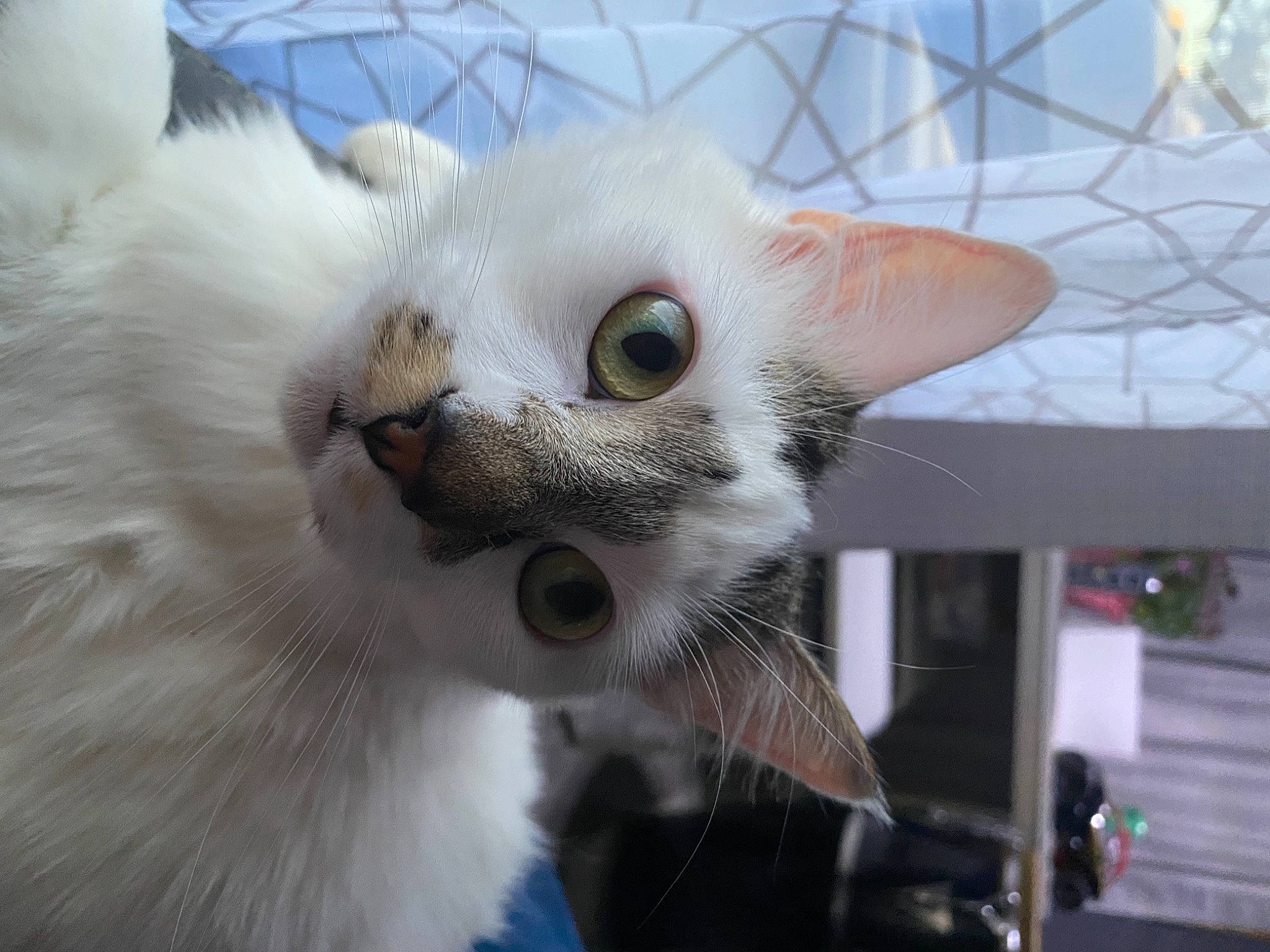 Benito is registered to the contest to win money with this photo: balinese, carnivore, cat, domestic_short_haired_cat, eye, felidae, fur, mesh, small_to_medium_sized_cats, snout, tail, thai, whiskers