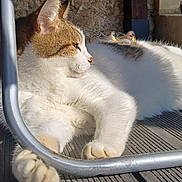 Bullet participe au concours pour gagner de l'argent avec cette photo : cat, sunlight, wooden_deck, metal_chair, relaxing, shadow, red_object, paw, fur, outdoor, daylight, resting, striped_tail, white_fur, brown_fur, animal, pet, quiet, calm, closeup