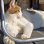 cat, sunlight, wooden_deck, metal_chair, relaxing, shadow, red_object, paw, fur, outdoor, daylight, resting, striped_tail, white_fur, brown_fur, animal, pet, quiet, calm, closeup