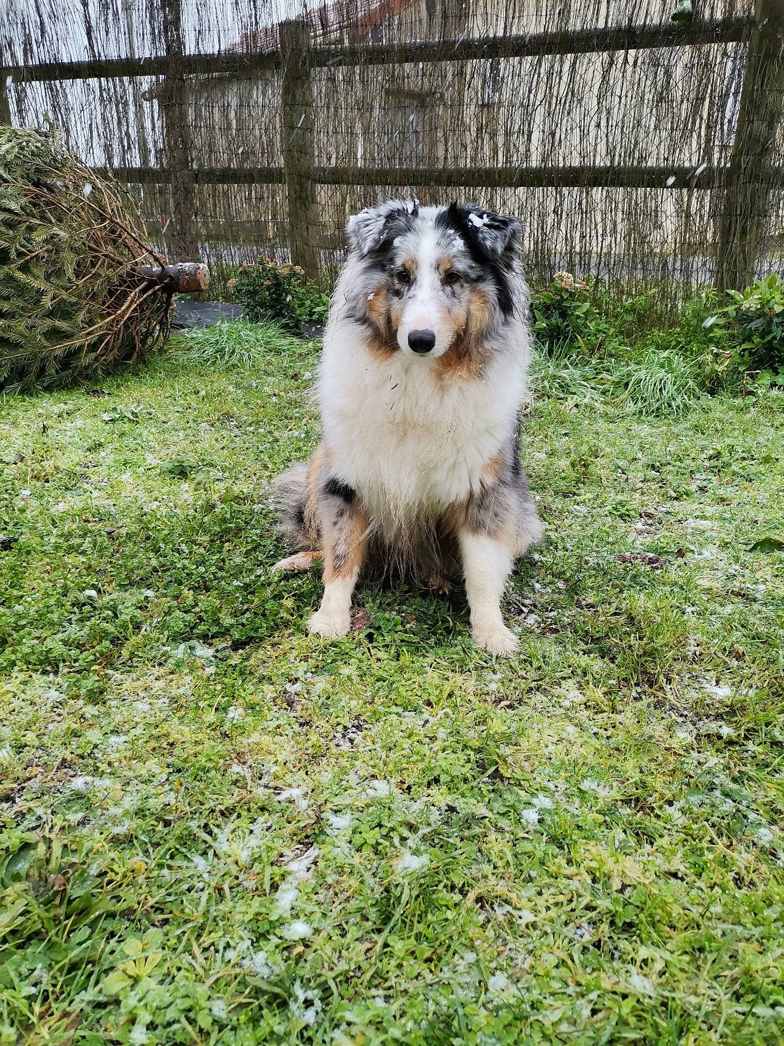 Orca a rejoint le concours — aidez-le/la à gagner de superbes lots ! australian_cattle_dog, australian_collie, australian_shepherd, border_collie, canidae, carnivore, collie, companion_dog, dog, dog_breed, fence, grass, groundcover, herding_dog, miniature_australian_shepherd, plant, terrestrial_animal, whiskers, working_dog, yard