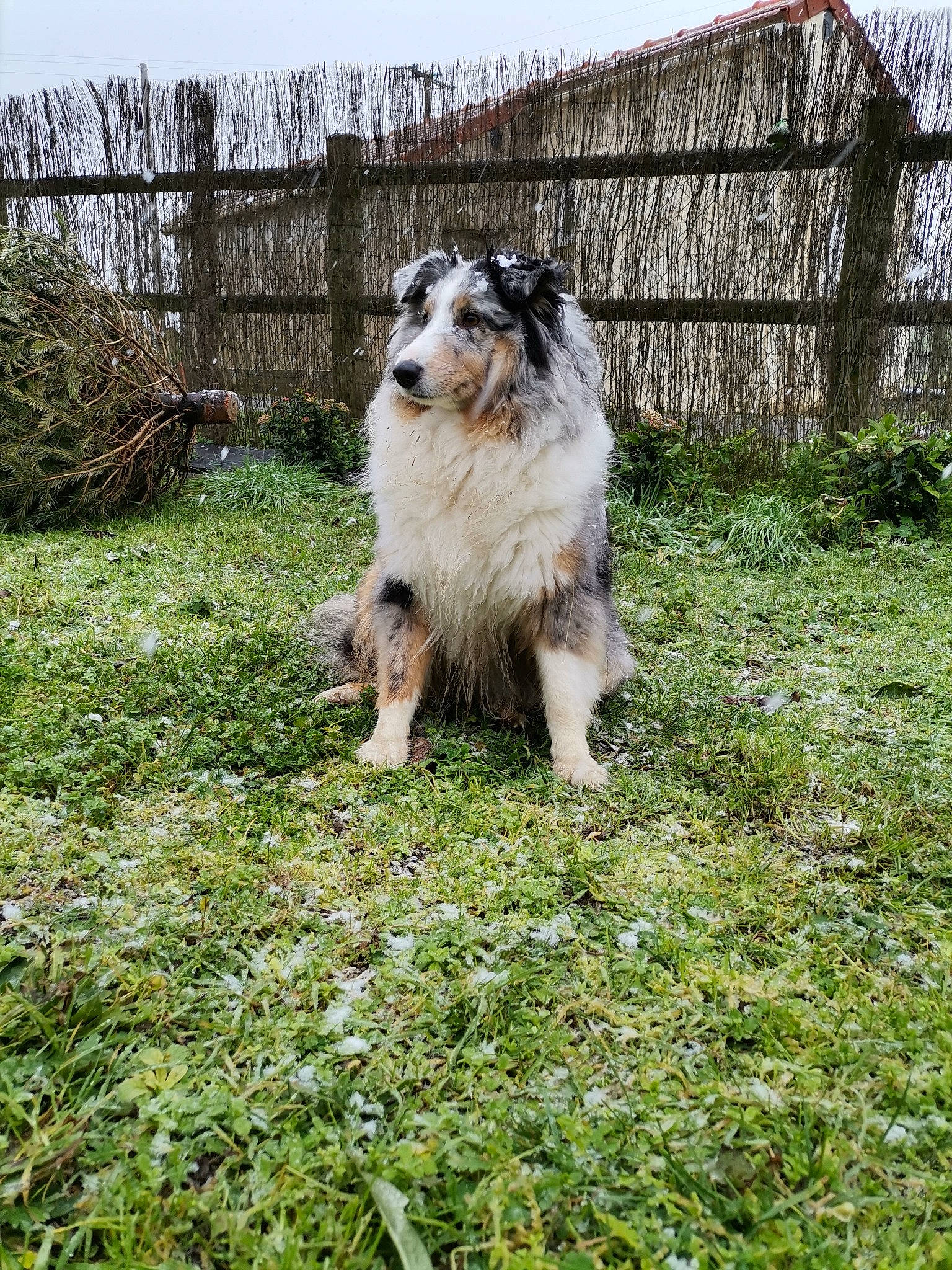 Orca participe au concours pour gagner de l'argent avec cette photo : carnivore, collie, companion_dog, dog, dog_breed, fence, garden, grass, groundcover, herding_dog, miniature_australian_shepherd, pasture, plant, scotch_collie, shetland_sheepdog, sporting_group, terrestrial_animal, tree, working_dog