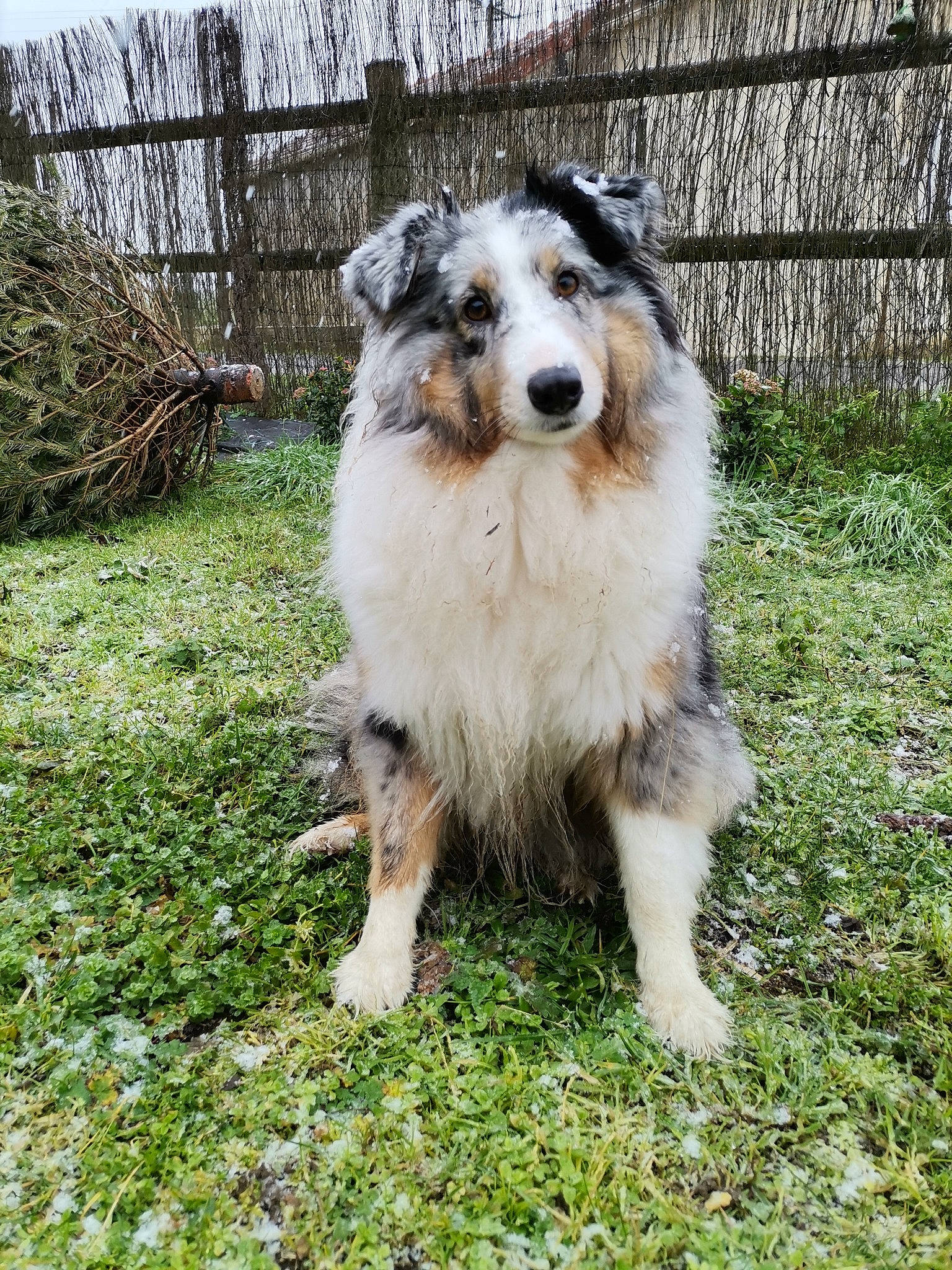 Orca participe au concours pour gagner de l'argent avec cette photo : ancient_dog_breeds, australian_collie, australian_shepherd, canidae, carnivore, collie, companion_dog, dog, dog_breed, fence, grass, herding_dog, miniature_australian_shepherd, plant, sporting_group, terrestrial_animal, whiskers, working_animal, working_dog