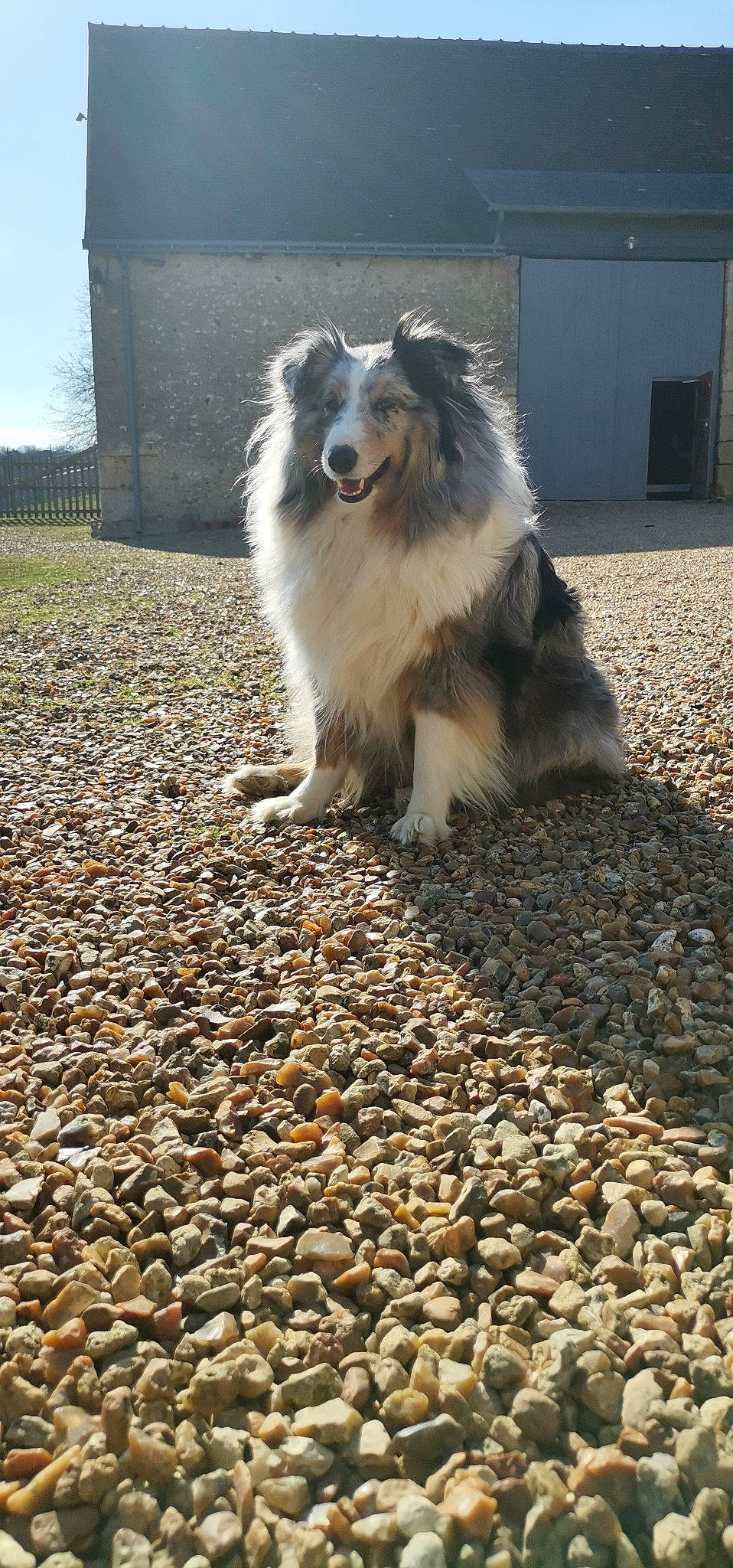 Orca a rejoint le concours — aidez-le/la à gagner de superbes lots ! asphalt, carnivore, cobblestone, companion_dog, dog, dog_breed, door, flooring, fur, grass, herding_dog, landscape, pebble, plant, road_surface, shadow, shetland_sheepdog, sky, soil, working_dog