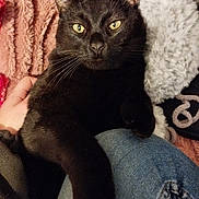 Prélude a rejoint le concours — aidez-le/la à gagner de superbes lots ! black_cat, cat, pet, animal, feline, lap, person, jeans, blanket, fur, whiskers, yellow_eyes, indoor, cozy, relaxed, resting, hand, soft_texture, casual, comfort