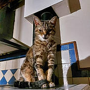 Caline a rejoint le concours — aidez-le/la à gagner de superbes lots ! cat, tabby, animal, pet, indoor, kitchen, tiles, chimney, fur, whiskers, sitting, shadow, expression, face, ears, tail, feline, domestic, resting, furniture