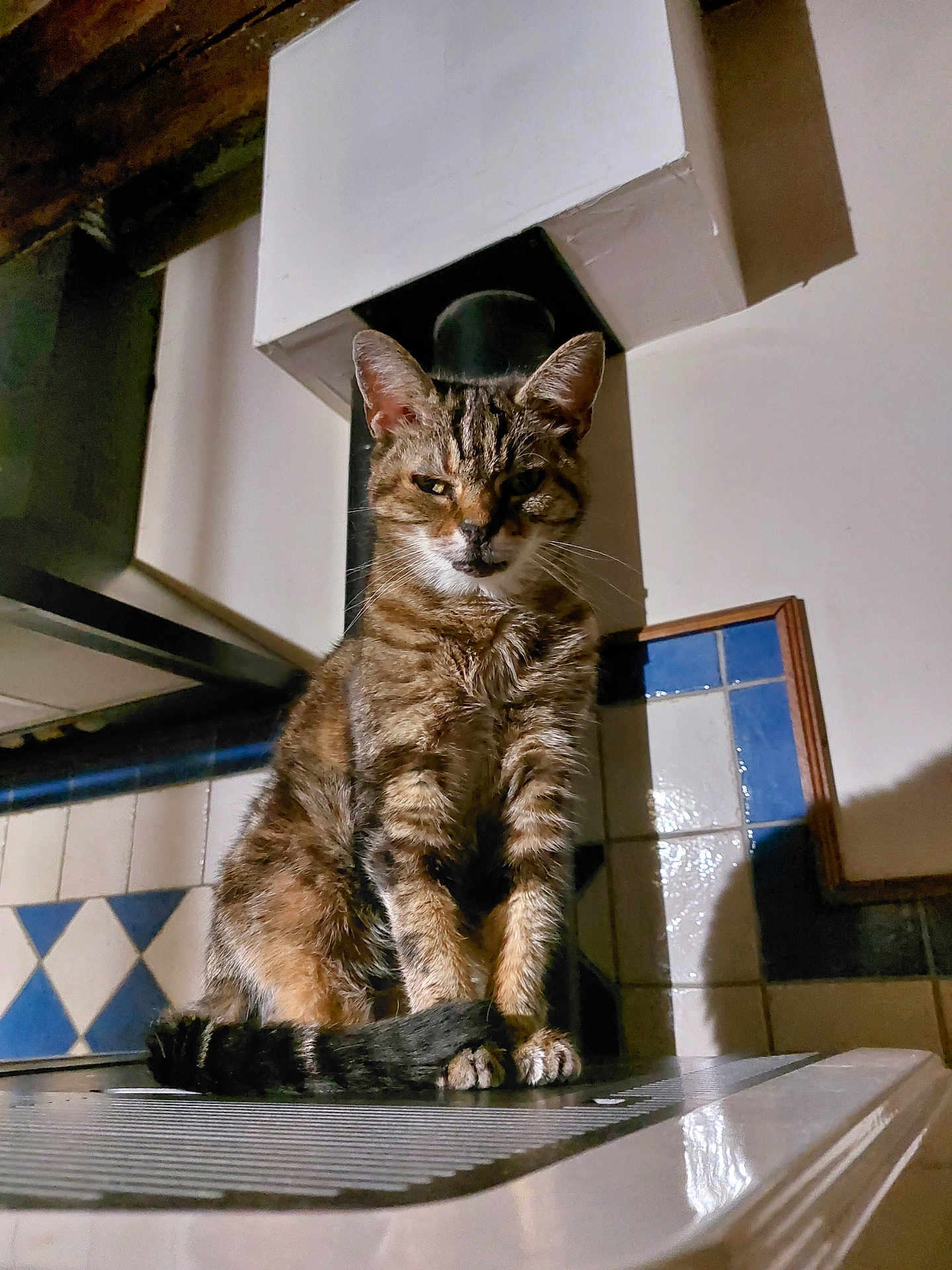 Caline a rejoint le concours — aidez-le/la à gagner de superbes lots ! cat, tabby, animal, pet, indoor, kitchen, tiles, chimney, fur, whiskers, sitting, shadow, expression, face, ears, tail, feline, domestic, resting, furniture