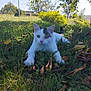 cat, white_cat, grass, leaves, outdoor, nature, tree, sunlight, fence, field, autumn, animal, pet, greenery, daylight, wildlife, resting, mammal, closeup, curious