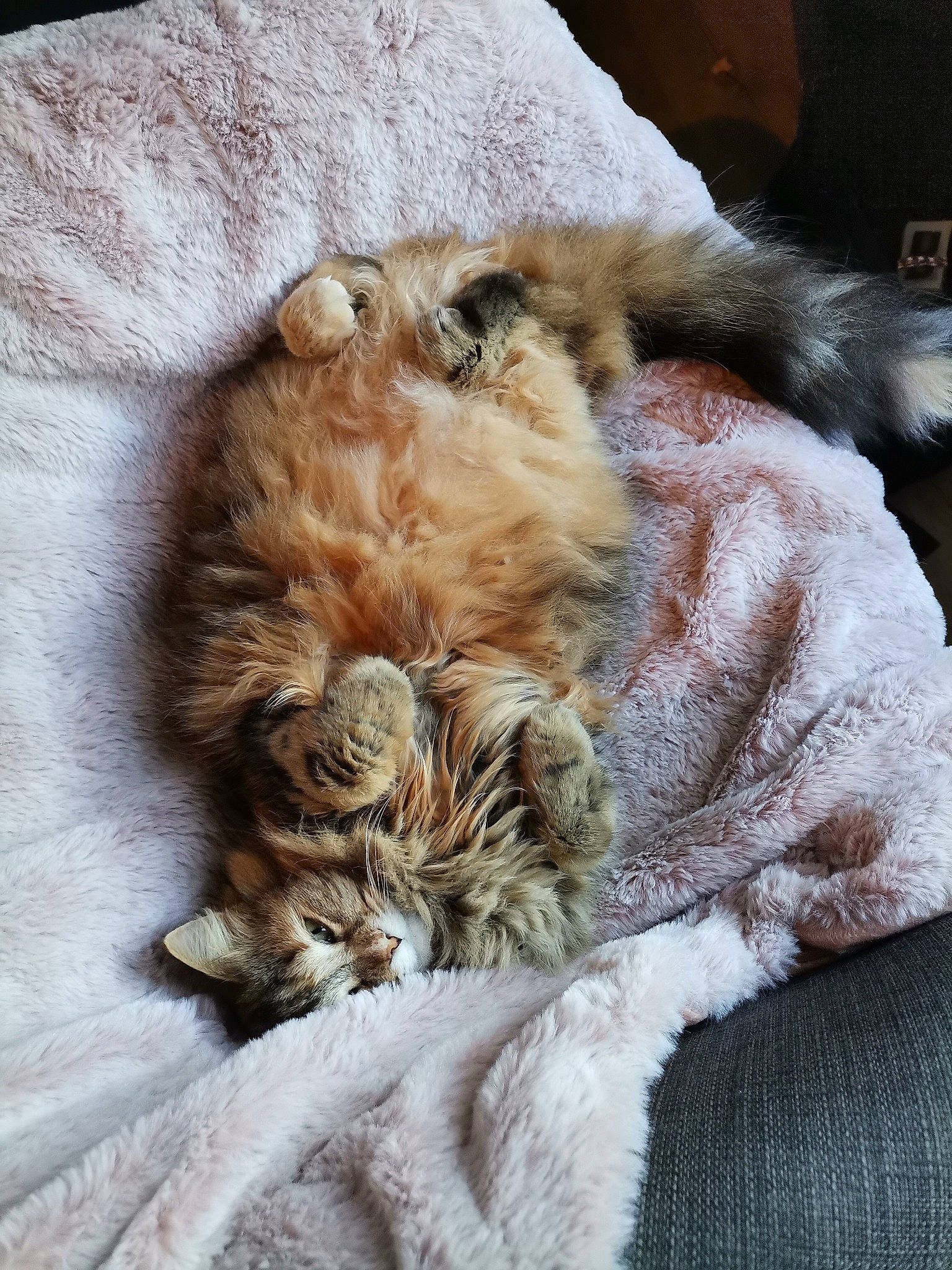 Fiona participe au concours pour gagner de l'argent avec cette photo : big_cats, carnivore, cat, claw, comfort, companion_dog, domestic_short_haired_cat, fawn, felidae, fur, maine_coon, nap, natural_material, paw, sleep, small_to_medium_sized_cats, snout, tail, terrestrial_animal, whiskers