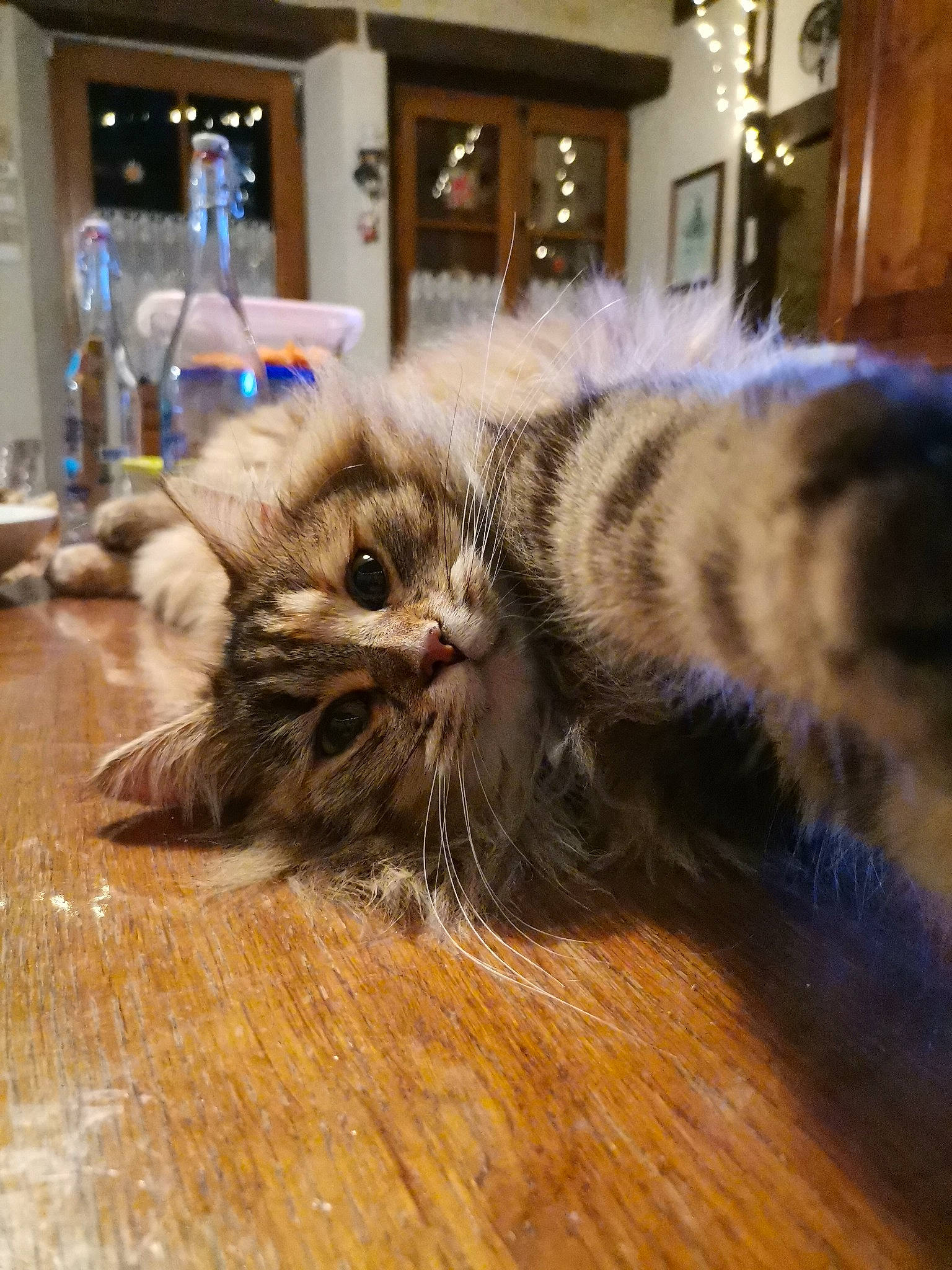 Fiona participe au concours pour gagner de l'argent avec cette photo : carnivore, cat, claw, comfort, domestic_short_haired_cat, fawn, felidae, floor, flooring, fur, hardwood, laminate_flooring, mammal, paw, sitting, small_to_medium_sized_cats, snout, vertebrate, whiskers, wood