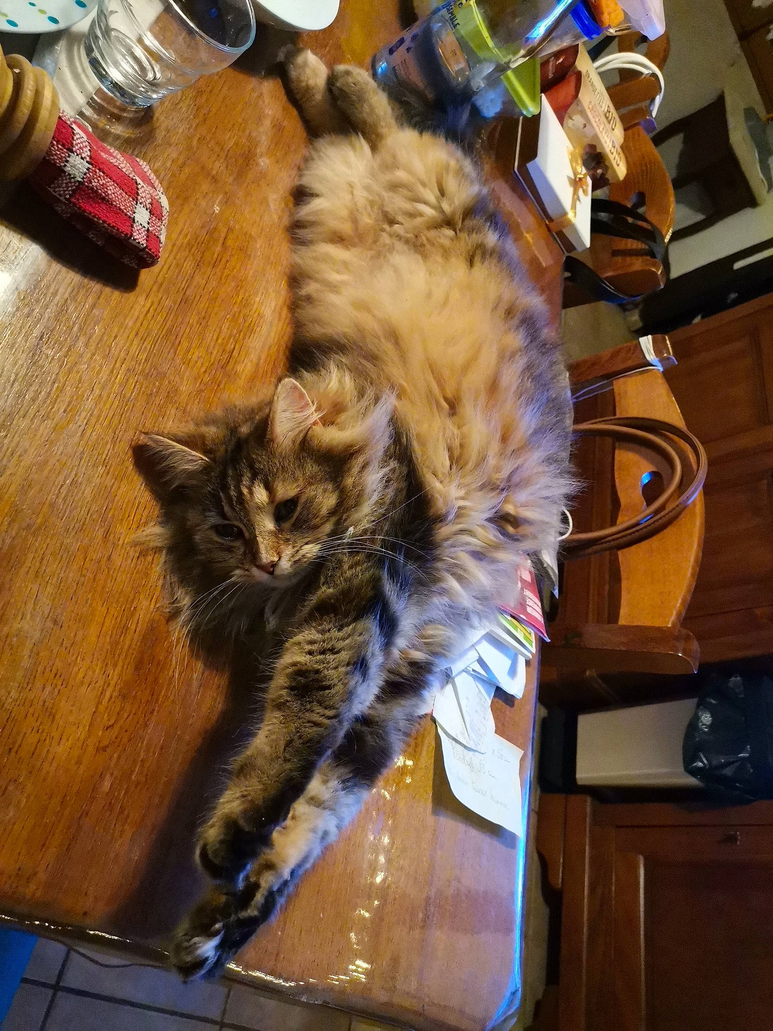 Fiona participe au concours pour gagner de l'argent avec cette photo : cabinetry, carnivore, cat, claw, domestic_short_haired_cat, felidae, flooring, fur, hardwood, hat, maine_coon, plant, room, small_to_medium_sized_cats, table, tableware, tail, tin_can, whiskers, wood