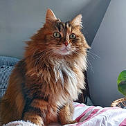 Fiona participe au concours pour gagner de l'argent avec cette photo : cat, fluffy, feline, pet, bed, striped_bedspread, indoor, cozy, fur, whiskers, animal, domestic_animal, cute, alert, sitting, window_light, houseplant, soft_toy, relaxed, portrait