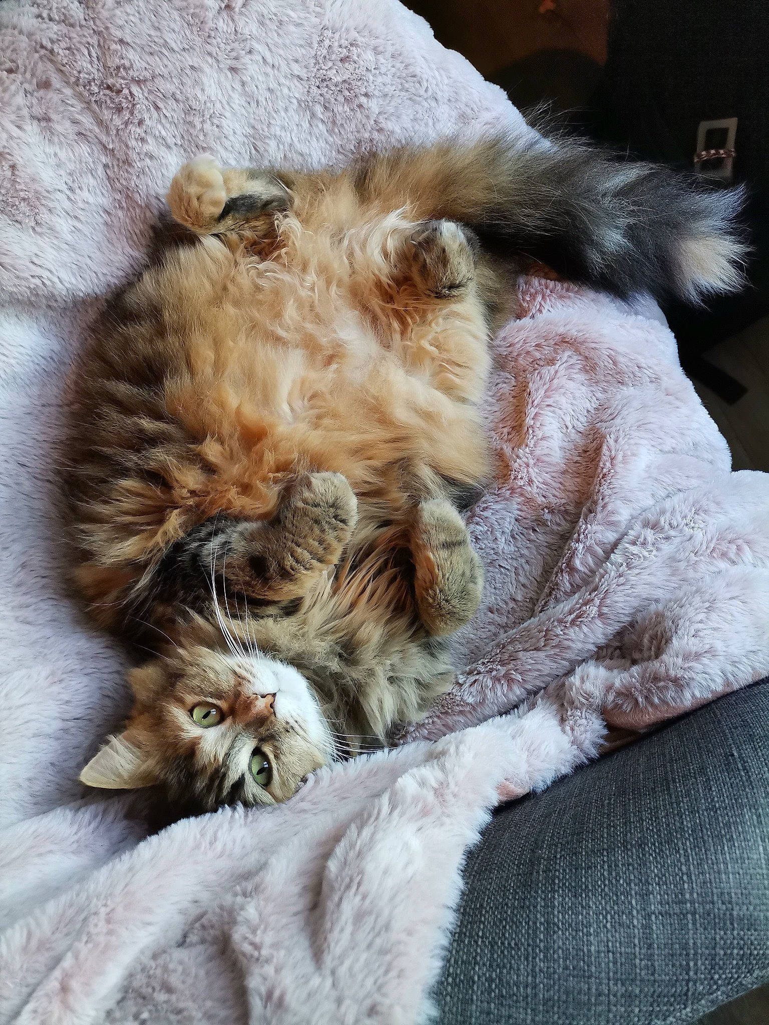 Fiona participe au concours pour gagner de l'argent avec cette photo : carnivore, cat, claw, comfort, companion_dog, devon_rex, dog_breed, domestic_short_haired_cat, fawn, felidae, fur, maine_coon, nap, paw, small_to_medium_sized_cats, snout, tail, terrestrial_animal, whiskers, wildlife