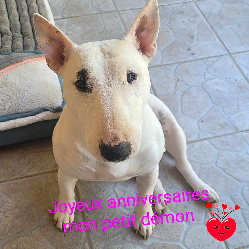 Rebelle participe au concours pour gagner de l'argent avec cette photo : accessories, animal, ball, canine, clothing, dog, footwear, furniture, indoors, interiordesign, pet, puppy, shoe, snout, sport, strap, tennis, tennisball, terrier, whitedog