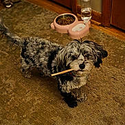 Sunflower is registered to the contest to win money with this photo: dog, puppy, pet, fur, black_and_gray, long_hair, merle_pattern, indoor, carpet, food_bowl, water_dispenser, wooden_floor, chew_stick, collar, standing, looking_up, closeup, paws, eyes, cute