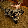 dog, puppy, pet, fur, black_and_gray, long_hair, merle_pattern, indoor, carpet, food_bowl, water_dispenser, wooden_floor, chew_stick, collar, standing, looking_up, closeup, paws, eyes, cute