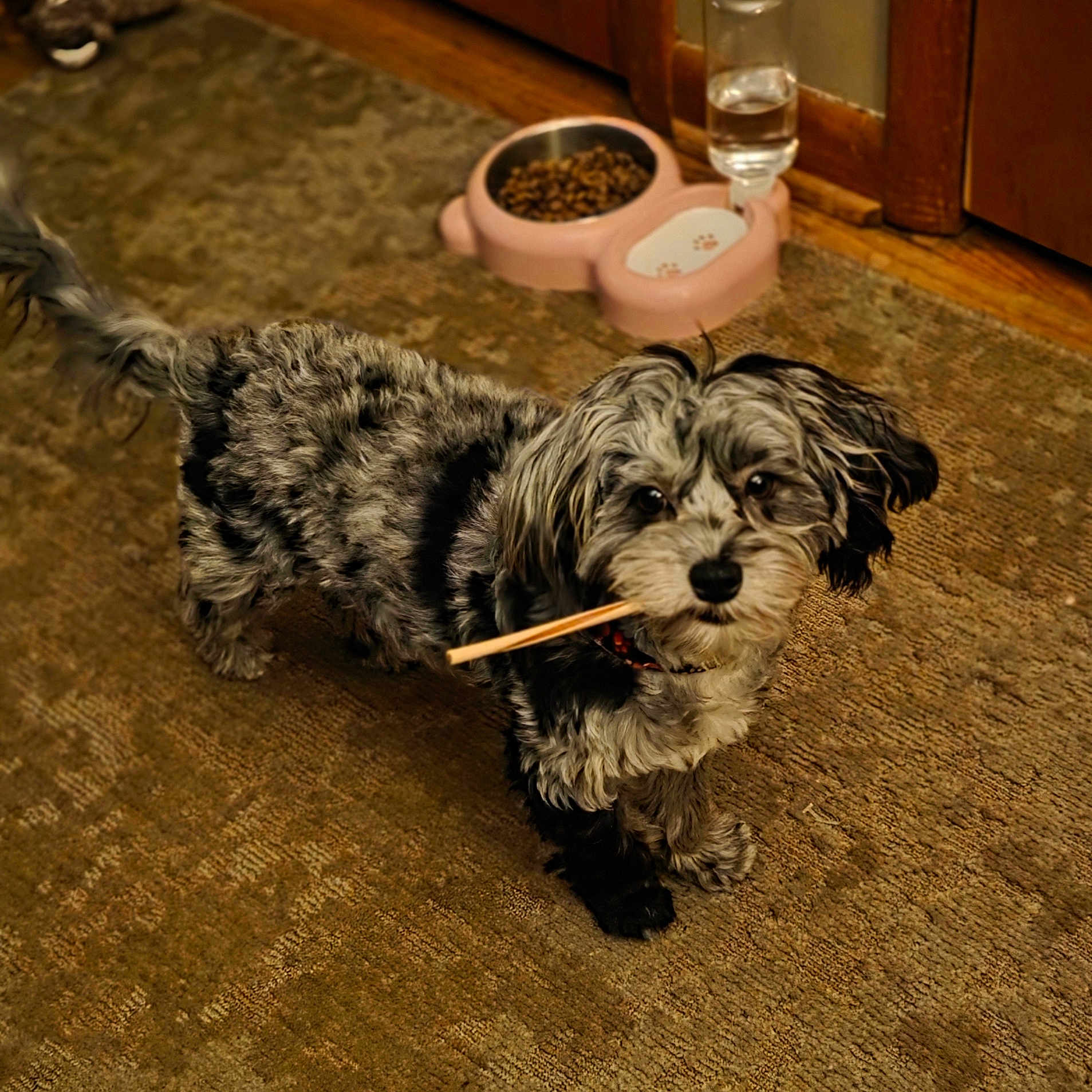 Sunflower is registered to the contest to win money with this photo: black_and_gray, carpet, chew_stick, closeup, collar, cute, dog, eyes, food_bowl, fur, indoor, long_hair, looking_up, merle_pattern, paws, pet, puppy, standing, water_dispenser, wooden_floor