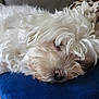 dog, white_fur, sleeping, cushion, blue_pillow, cozy, pet, indoor, resting, fluffy, animal, nose, close_up, relaxation, fur, cute, domestic_animal, home, comfort, nap