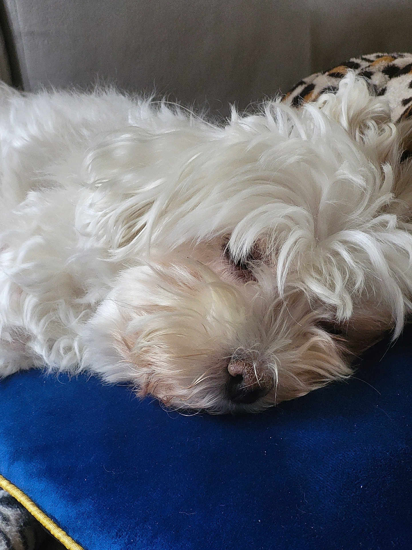 Molly participe au concours pour gagner de l'argent avec cette photo : dog, white_fur, sleeping, cushion, blue_pillow, cozy, pet, indoor, resting, fluffy, animal, nose, close_up, relaxation, fur, cute, domestic_animal, home, comfort, nap
