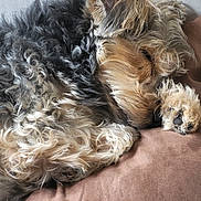 Florence Le Seach a rejoint le concours — aidez-le/la à gagner de superbes lots ! dog, sleeping, curly_fur, brown_cushion, close_up, pet, cozy, resting, indoor, animal, fur_texture, paw, relaxation, cute, companion, canine, nap, fluffy, quiet, peaceful