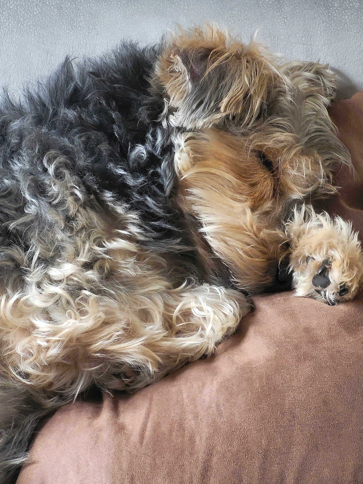 Florence Le Seach a rejoint le concours — aidez-le/la à gagner de superbes lots ! dog, sleeping, curly_fur, brown_cushion, close_up, pet, cozy, resting, indoor, animal, fur_texture, paw, relaxation, cute, companion, canine, nap, fluffy, quiet, peaceful